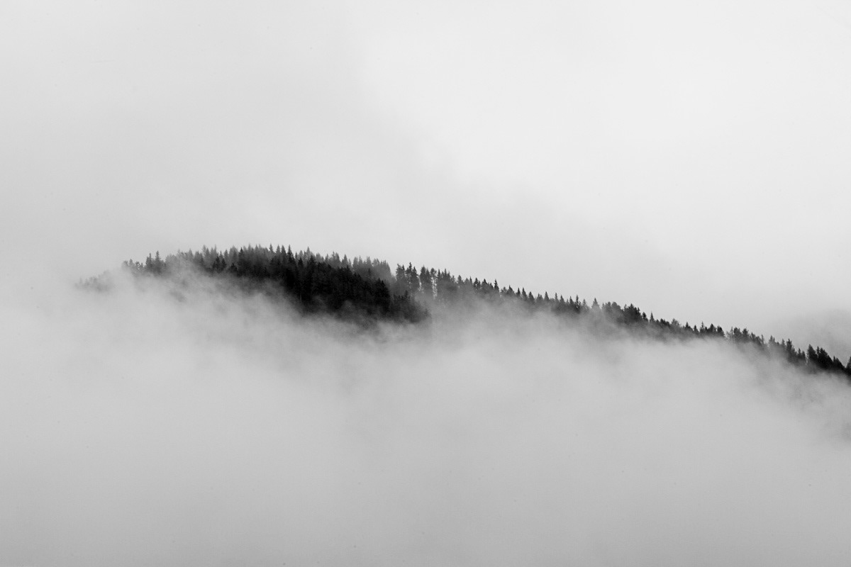 black and white fine art fog forest Landscape misty photo