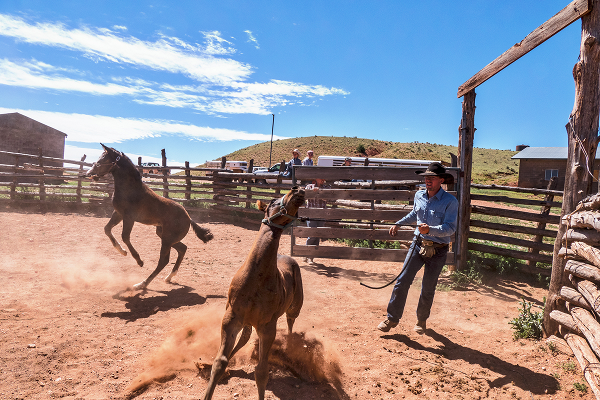COWBOYS horses arizona arizona ranches Arizona Cowboys babbitt Ranches working cowboys