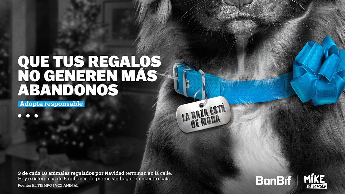 Advertising  animal art direction  banbif campaign caso creative diseño gráfico publicidad social media