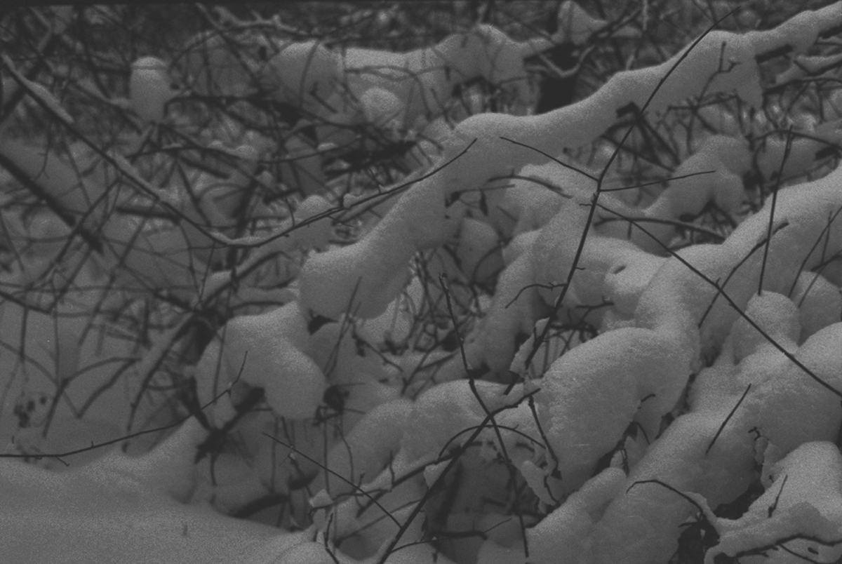 black and white forest winter thicket Muffled snow branch black melancholia depression spooky deserted gloomy dense
