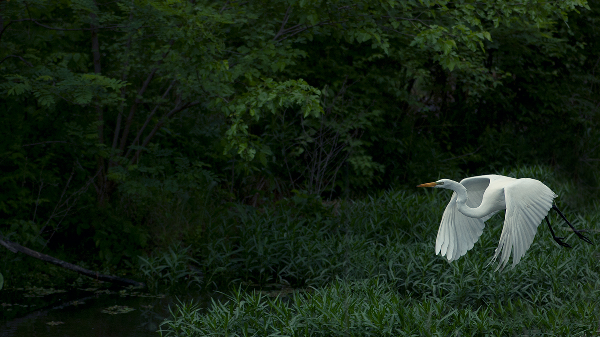 egret  wetlands   bird High Contrast  water bird  wildlife  nature  conservation