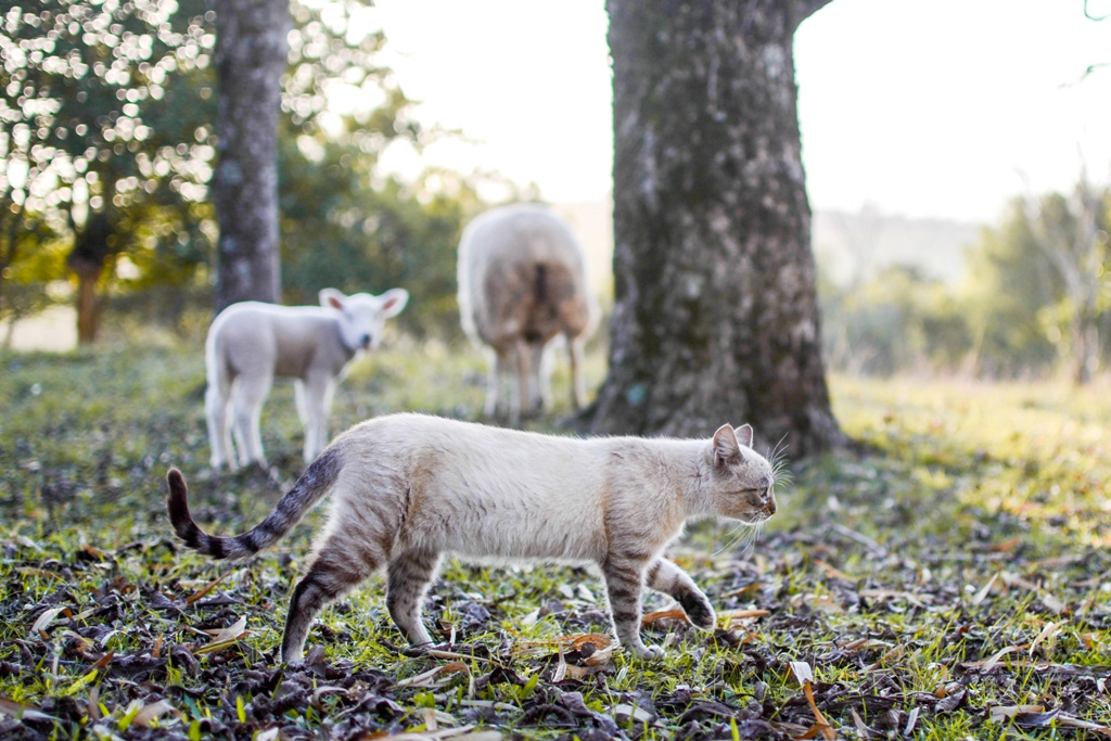 country lifestyle sheep Cat rural Brazil