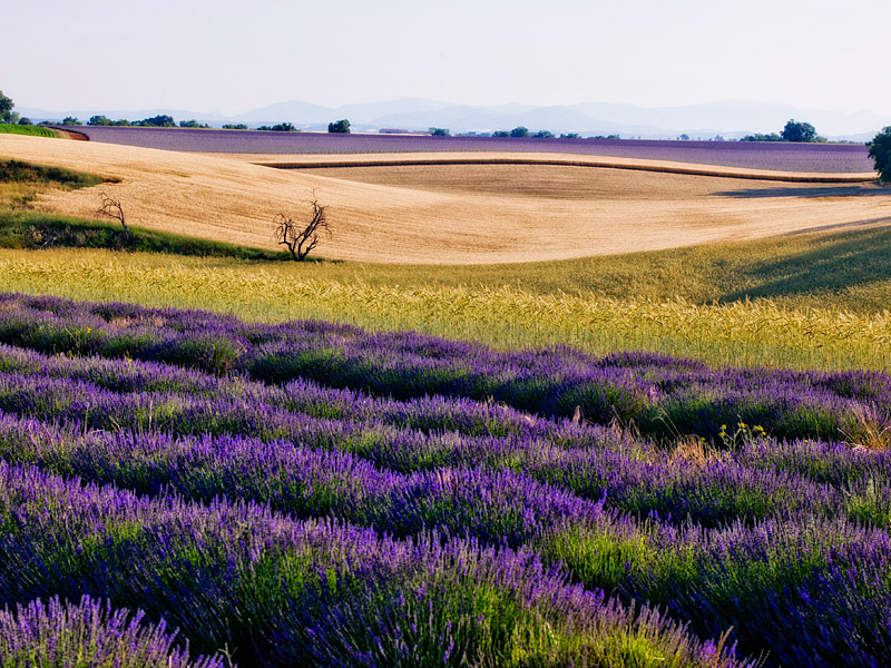 lavender lavendar Flowers rows Provence france purple