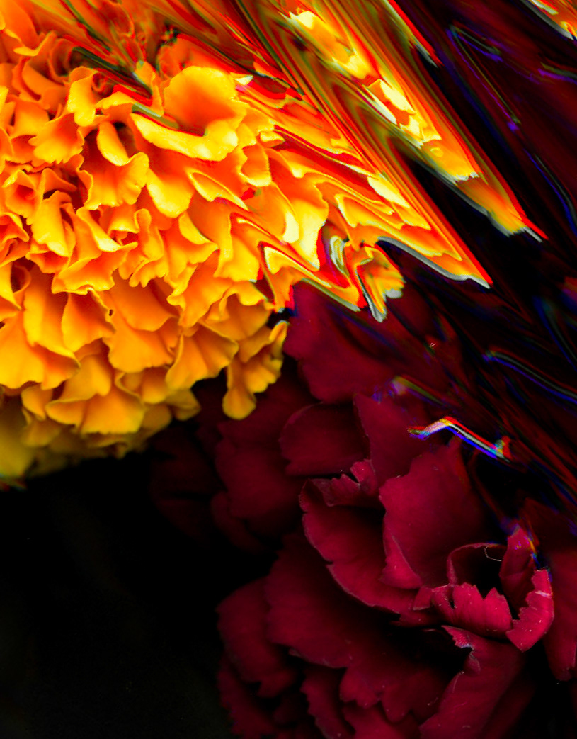 scanograms scanner color flower Flowers macro close-up detail
