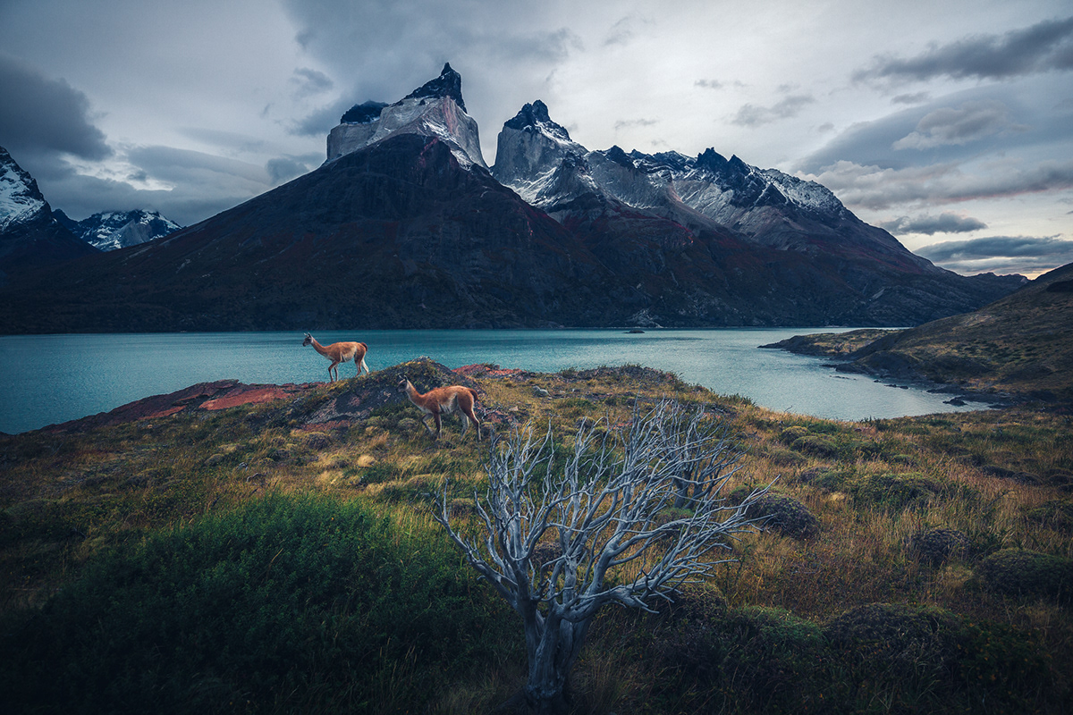 guanaco torres del paine chile South America patagonia wildlife Nature Landscape Photography  marco grassi
