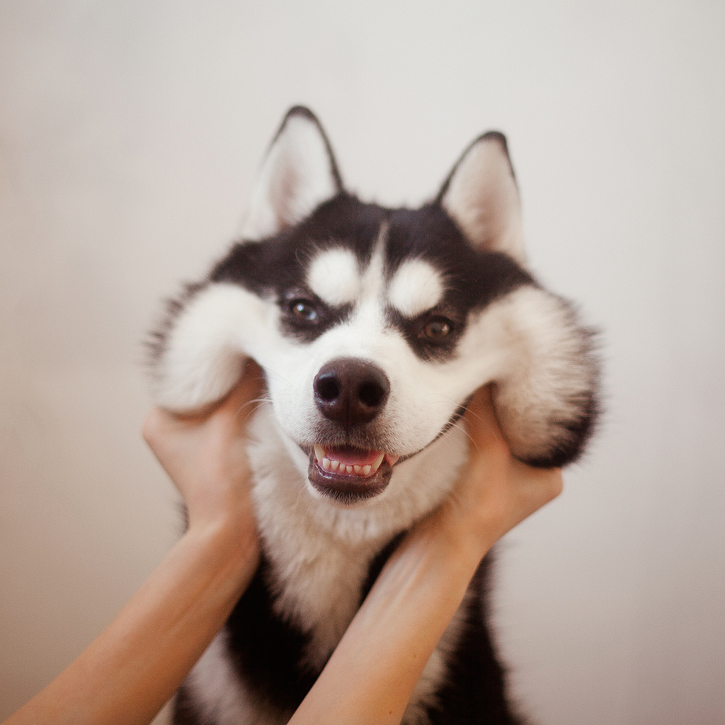 siberian husky husky dog dogs pets animals siberians