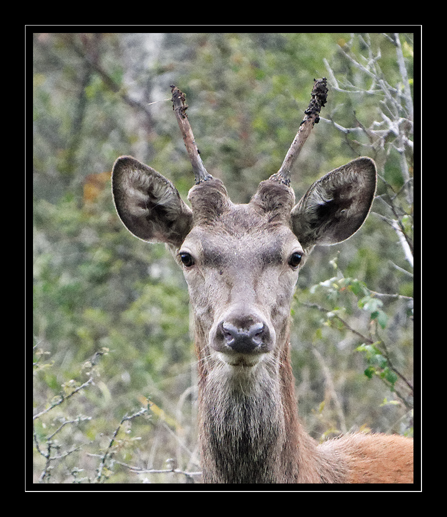 cerfs DAGUET grand-cerf Isabelle Cros quercy animalier tierfotografie 动物摄影 動物写真 鹿