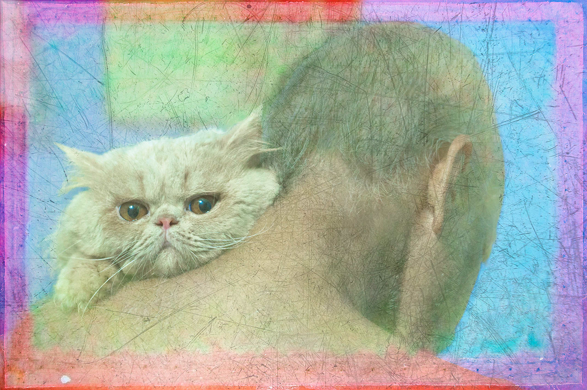 Cat persian cat