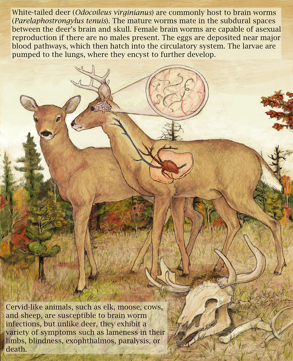 scientific illustration biological illustration medical illustration Nature  caauwe