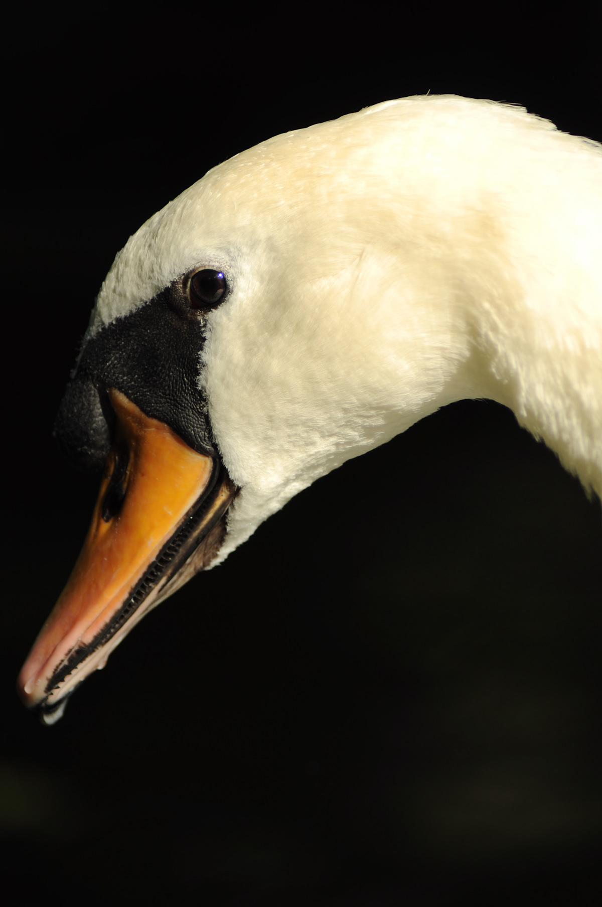 mute swan swans bird birds wildlife dublin Ireland irish White feathers water Park Nature pond