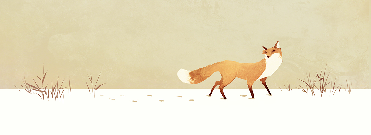 FOX hare winter snow