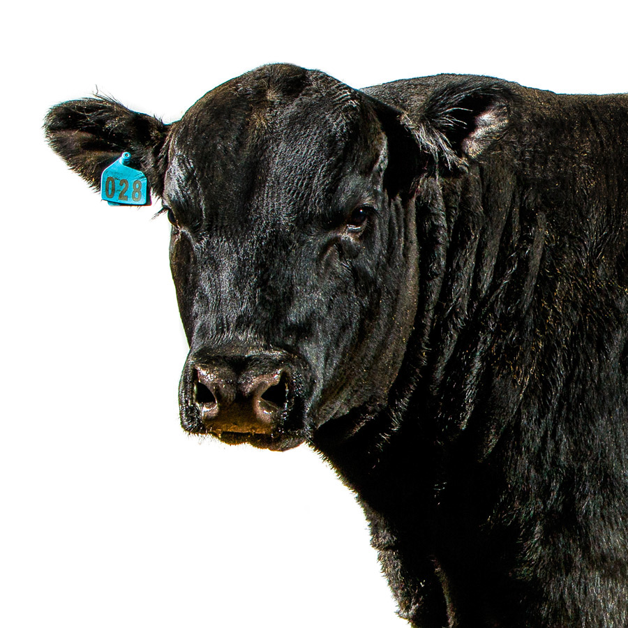 bull black Angus Cattle Livestock farm studio cow Young