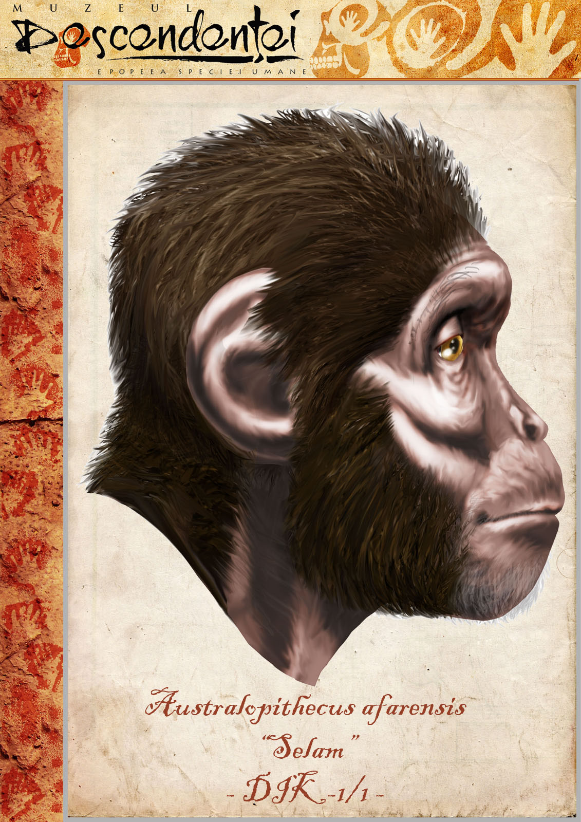 australopithecus afarensis selam dikika human evolution homo hominid sahelanthropus ardipithecus paranthropus habilis erectus ergaster floresiensis
