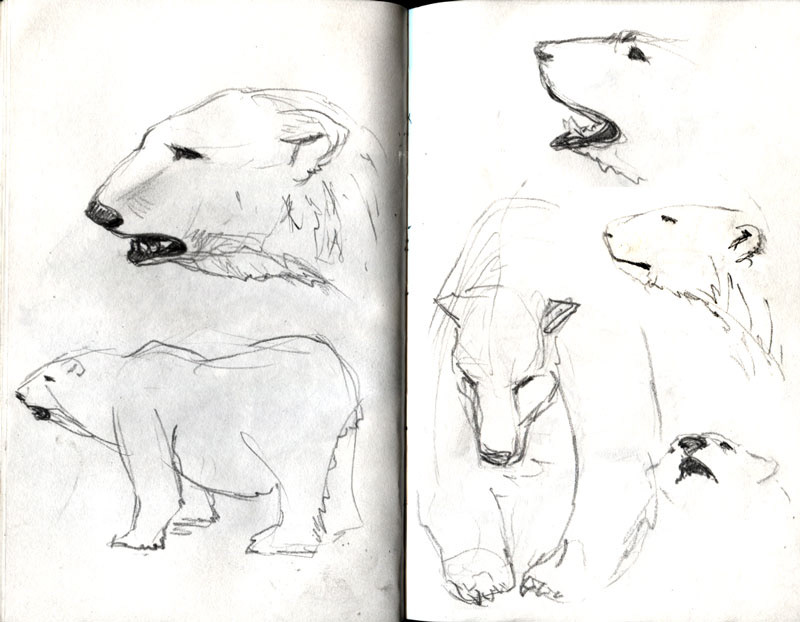 sketches animals anatomy study