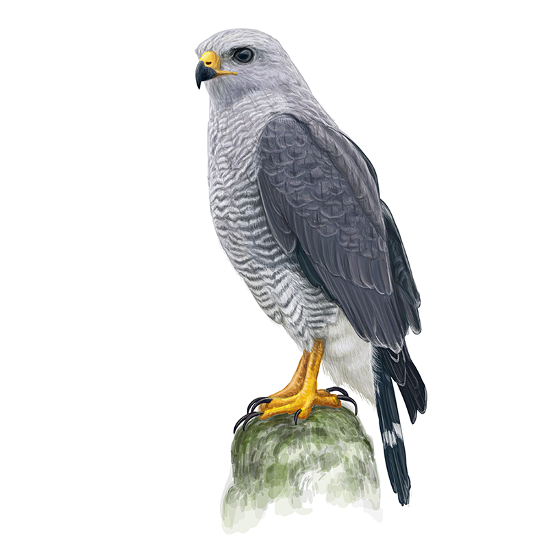 vector zoological bird ornithology