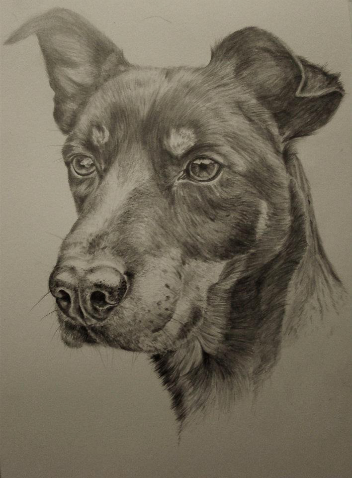 dogs portraits stedhead pencil