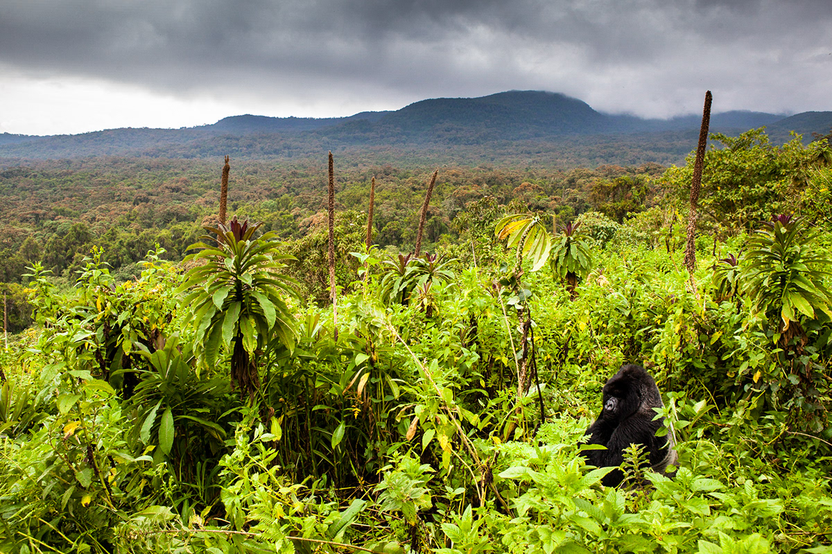 Rwanda africa gorilla mountain endangered conservation