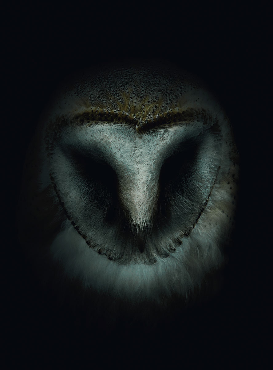 owls wisdom fear Magical
