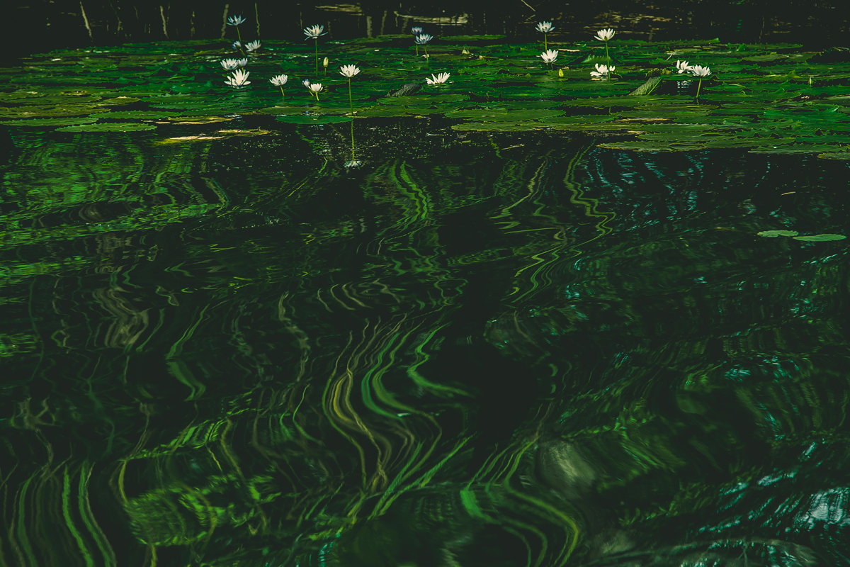 Australia kakadu water lily green