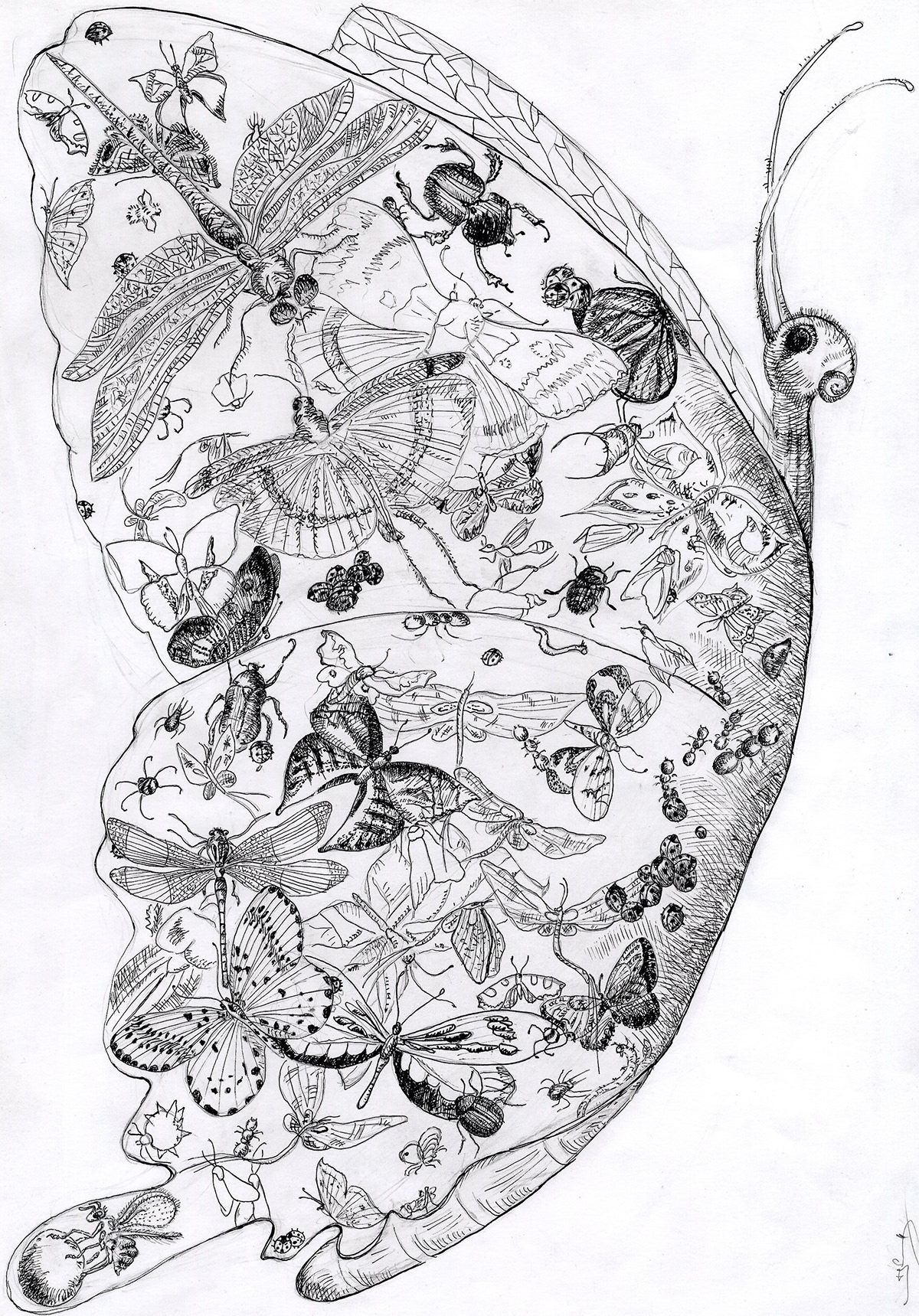 ink sketches  Kalina Hristova bird fish  butterfly