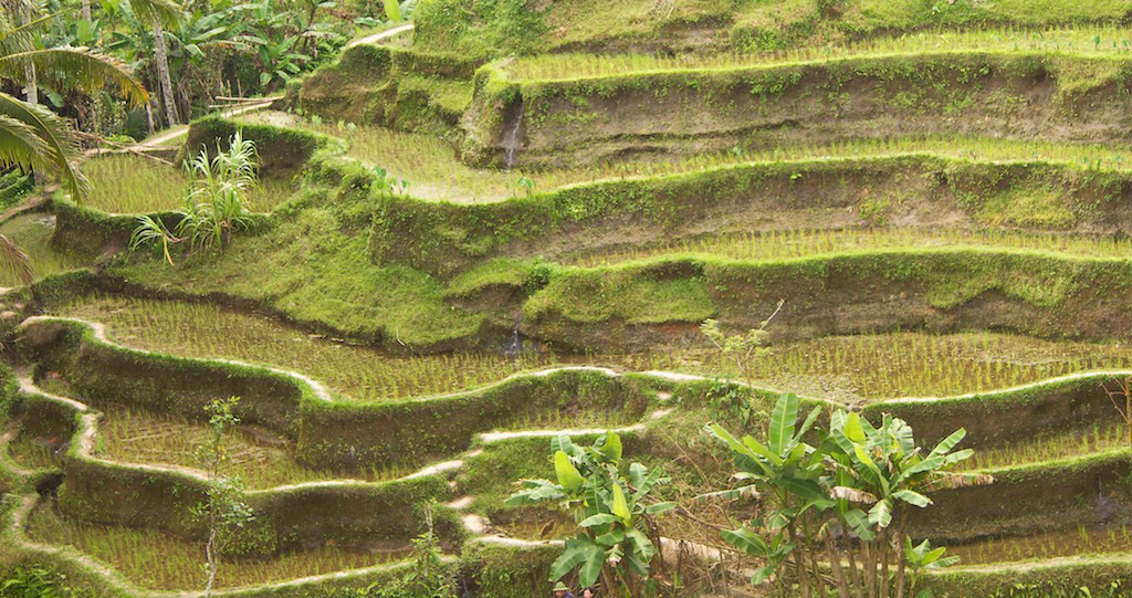 Mawanusa Wayan Mawa rice terraces tegallalang rice terraces banjar tangkup tegallalang banjar tangkup desa tangkup