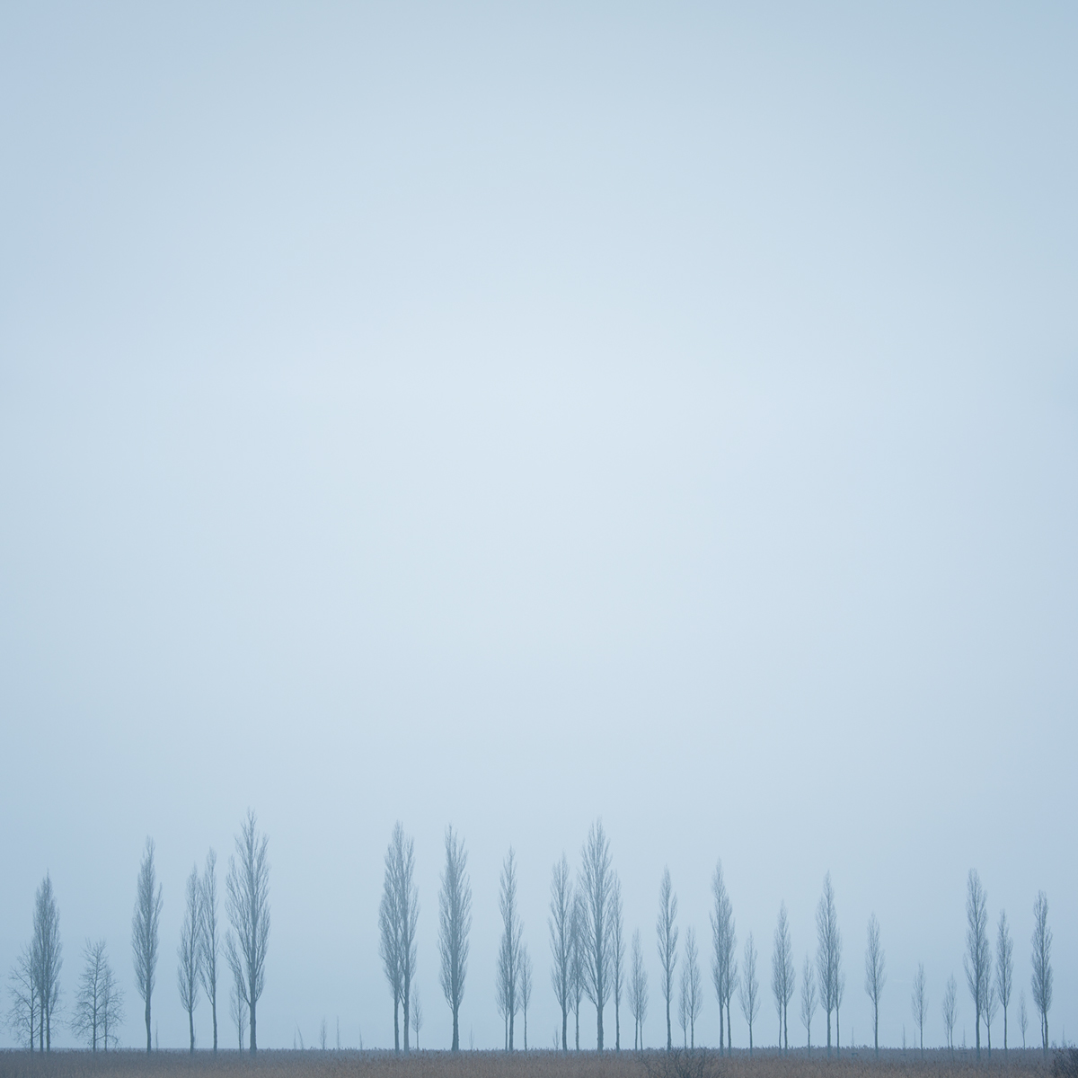 fog nebula nebel dust soft Tree  allee alley forest lake MORNING cold blue DAWN art