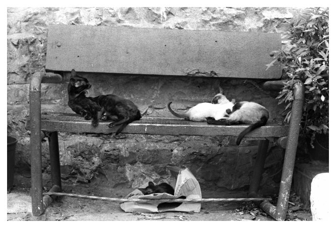 black and white noir et blanc analogic argentique Photographie