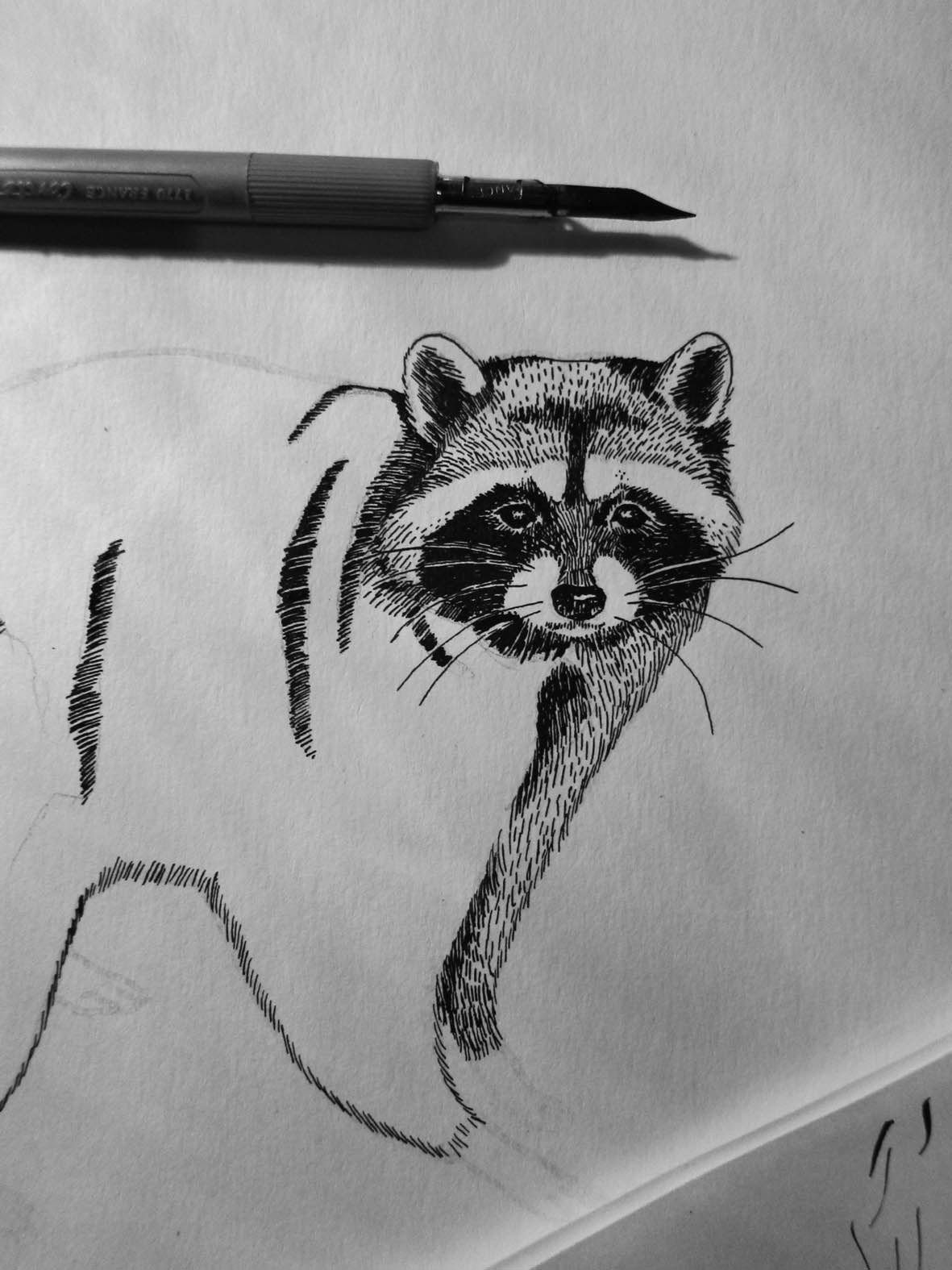 ink on paper black and white indian ink hand drawn logo identity raccoon