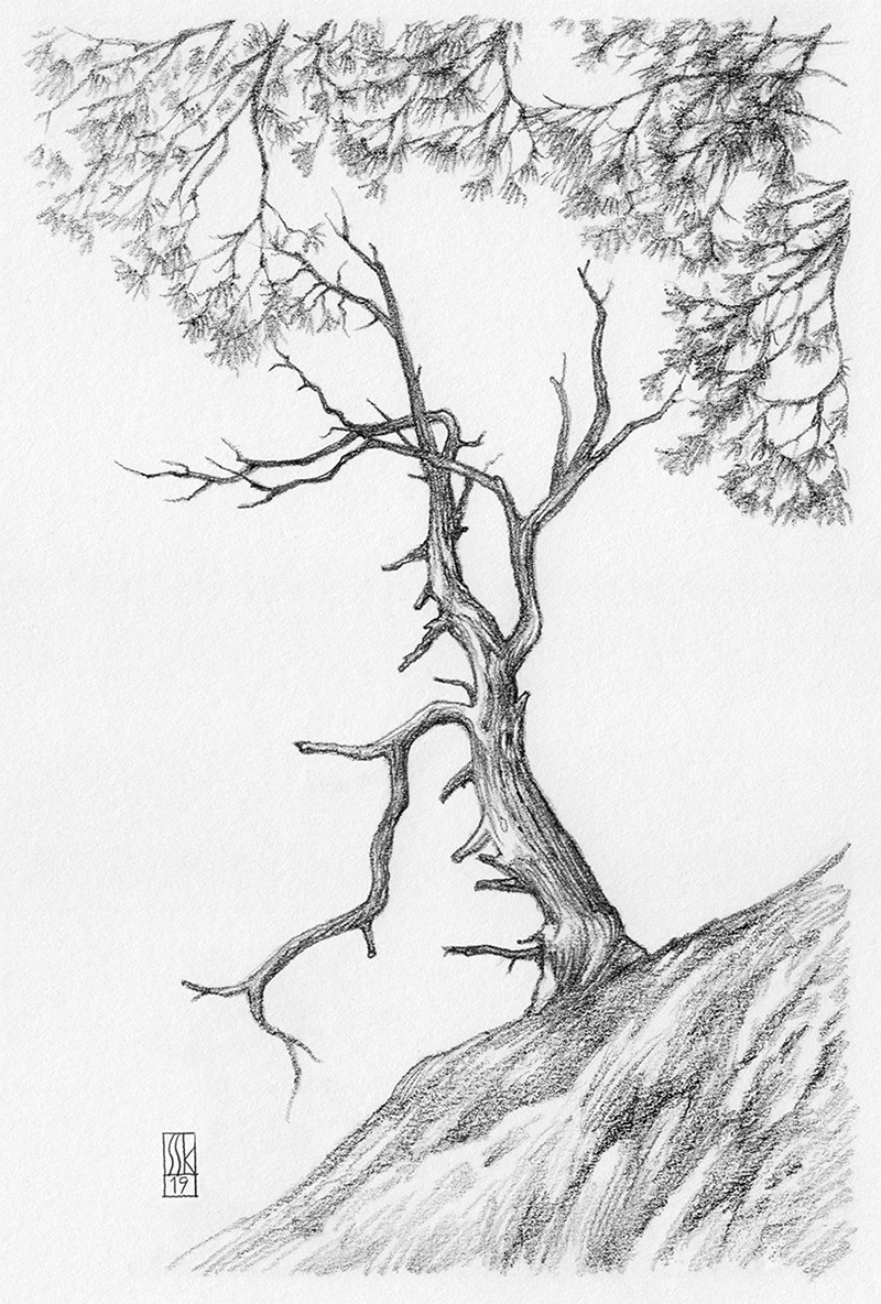 Pencil drawing drawings artwork Landscape art pencil sketch trees exquisite juniper tree