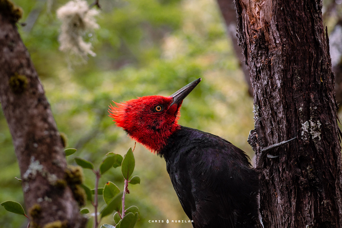 woodpecker patagonia aves chile carpintero animals Nature naturaleza brids Magallanic