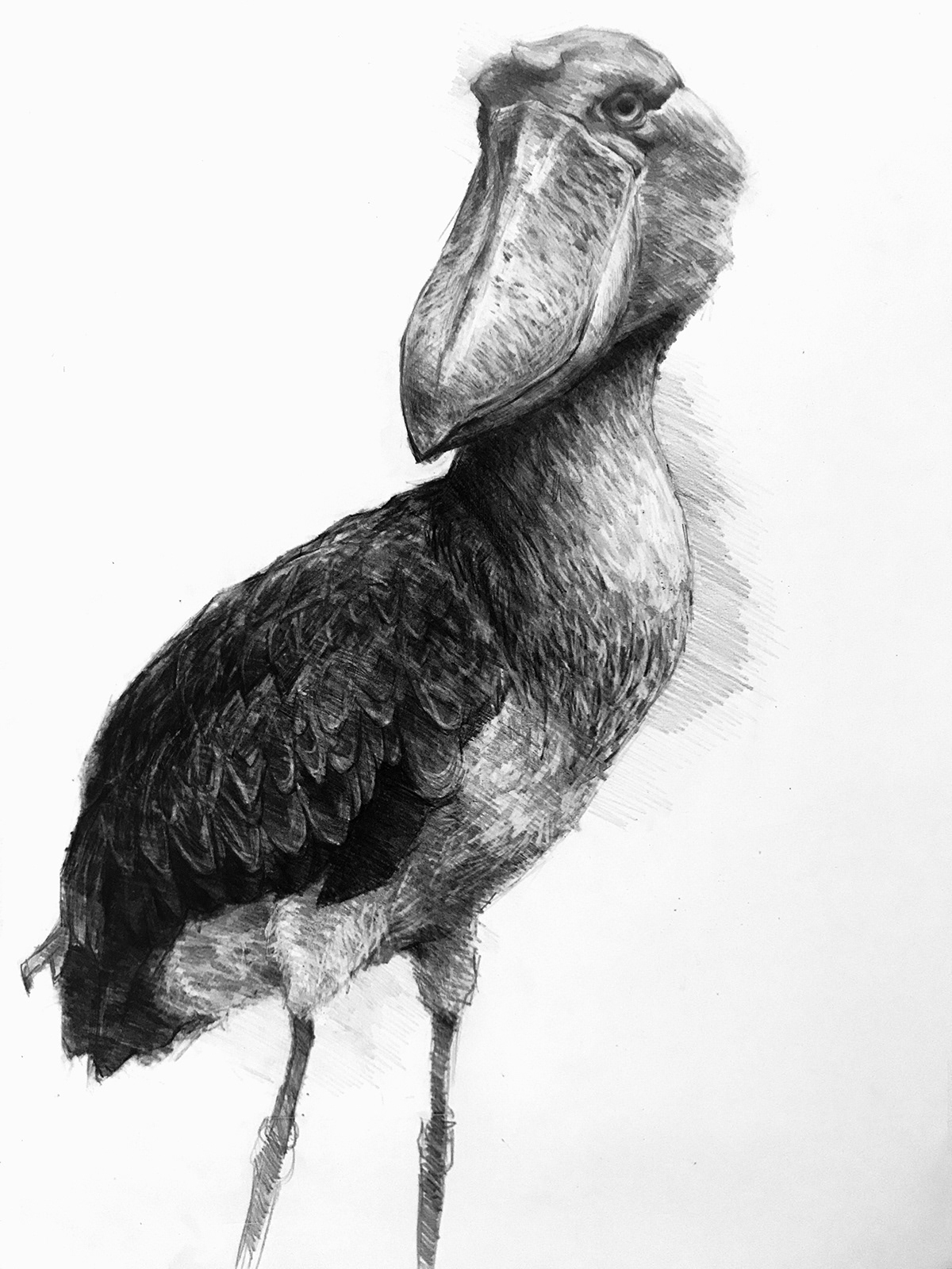 Drawing  figuredrawing sketch sketchbook digitalart animals birds pencil ILLUSTRATION 