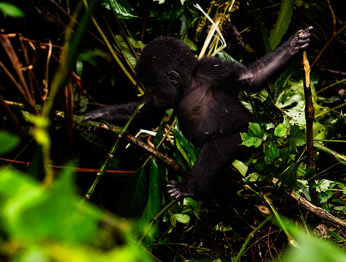 wildlife Gorillas Uganda Bwindi rainforest Silverback Young Nature