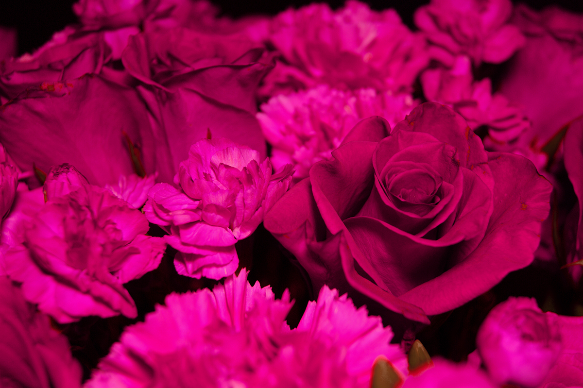 pantone Fotografia photo flower rose fucsia rosa natural