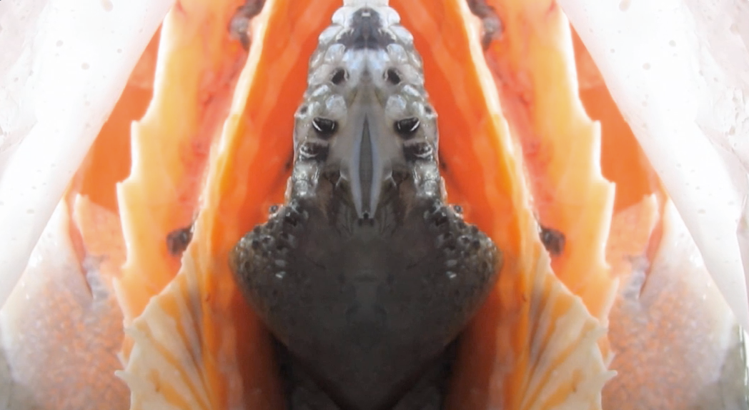 videoart campos Anosmia Matthew Barney barney fadu uba