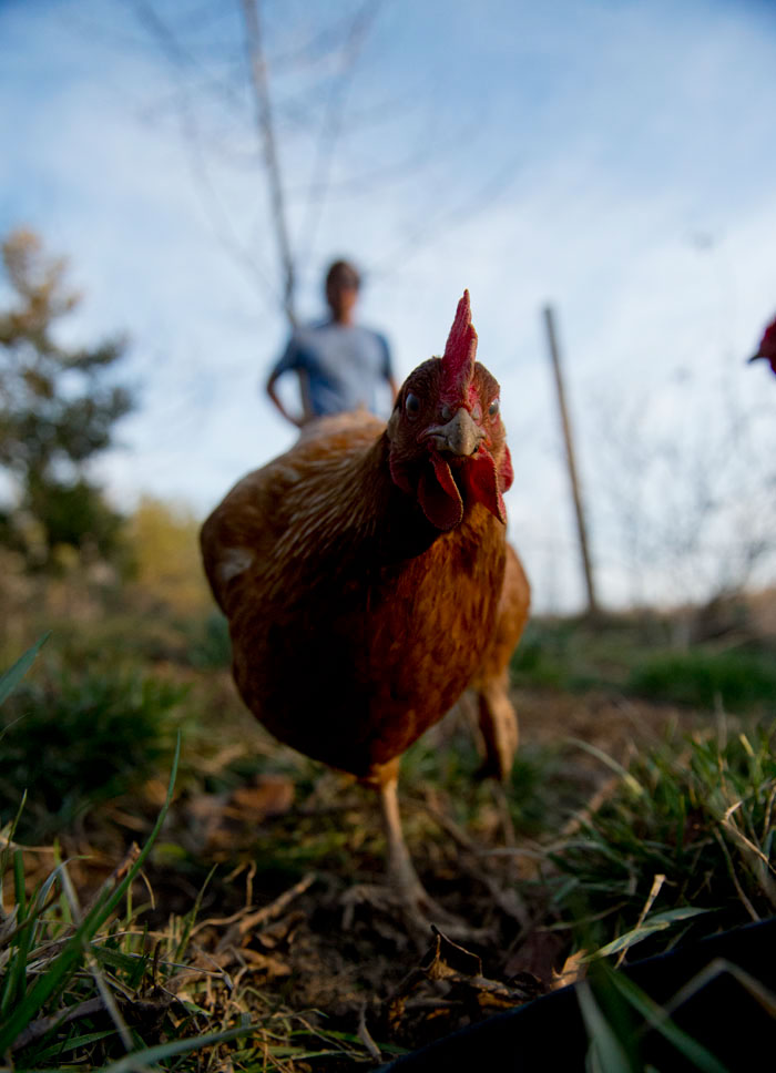 chickens  North Carolina Shire homesteading Sustainability Land Management gardening Hens organic Food  holesome Love