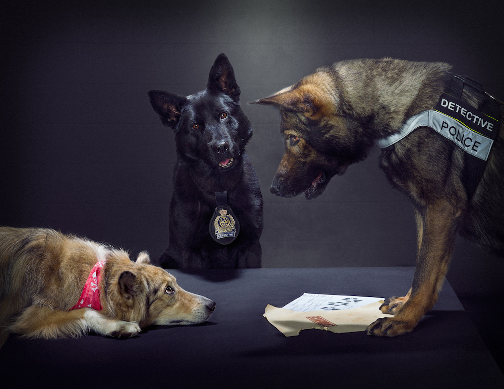 animal calendar charity dog funny German Shephard Photography  photoshop police puppy