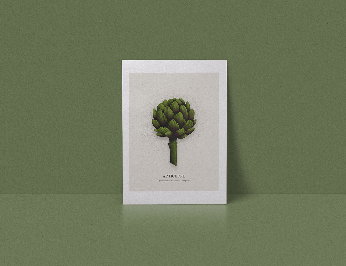 Procreate artichoke Greens ILLUSTRATION  Poster Design vegetables Plant food illustration