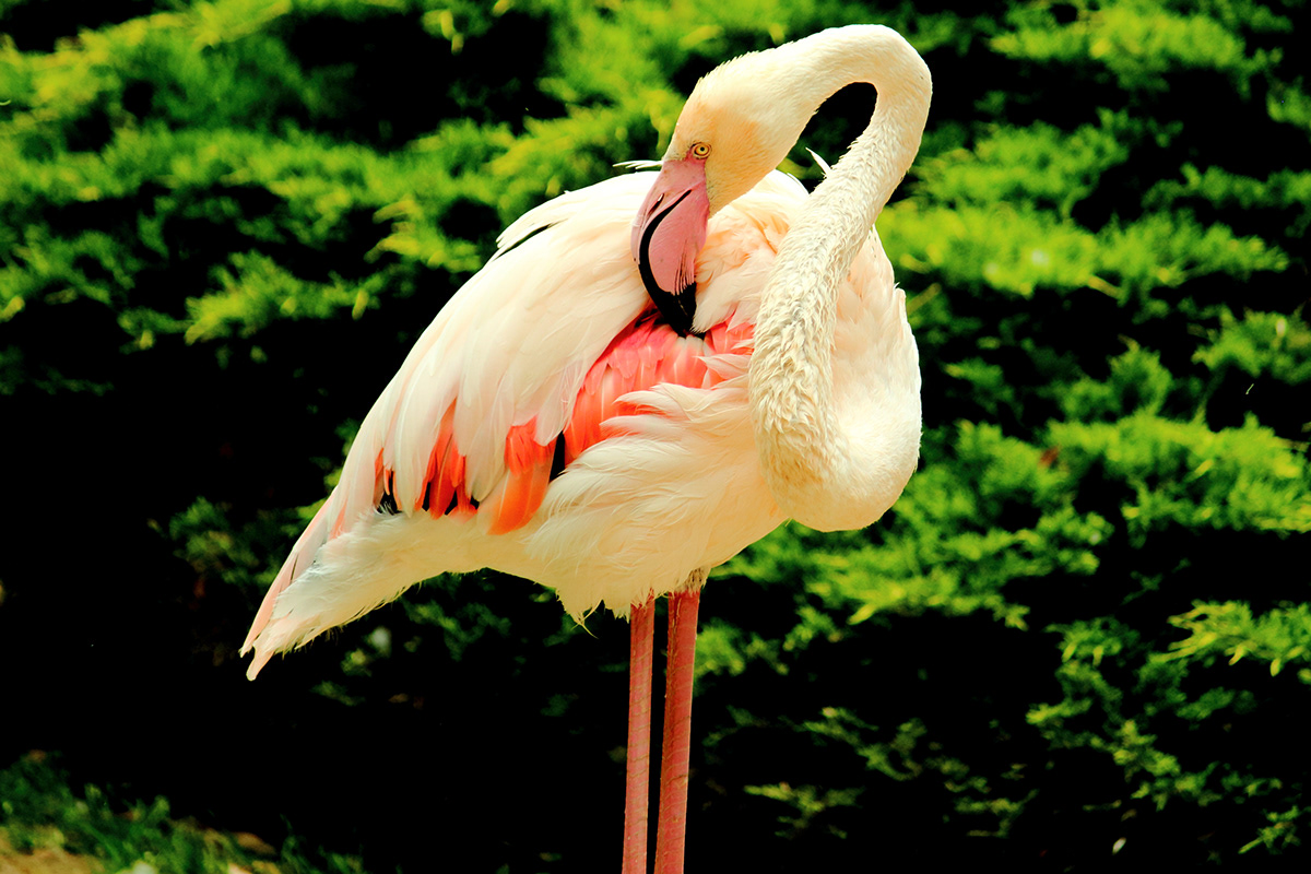 animals bird fauna flamingos forest mammals Nature Photography  reptiles Tropical