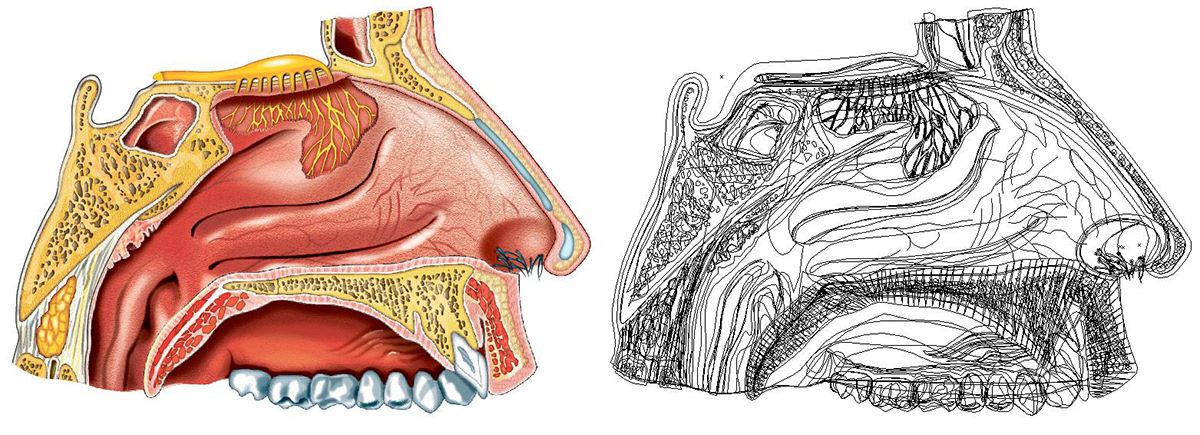 ilustracion infografia cuerpo humano partes Vectores ilustrador Illustrator editorial Ronny perez el heraldo barranquilla colombia