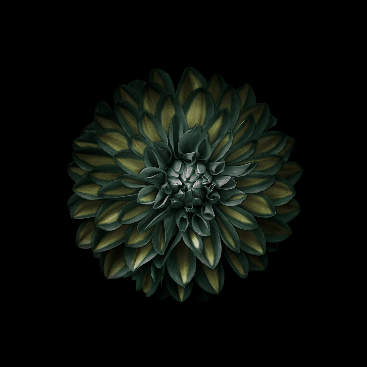 flower Flowers floral Nature dark Digital Art  colors Photography 