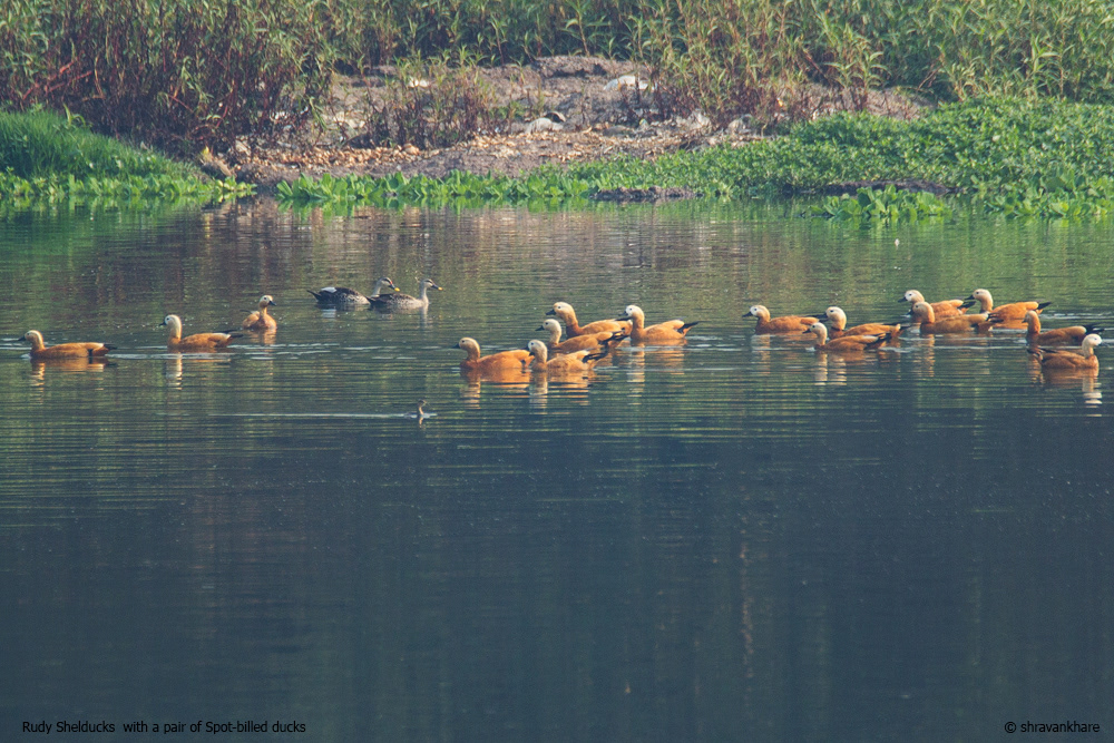 Migratory BBirds vishrantwadi Kawadi pat birds Rudy shelducks
