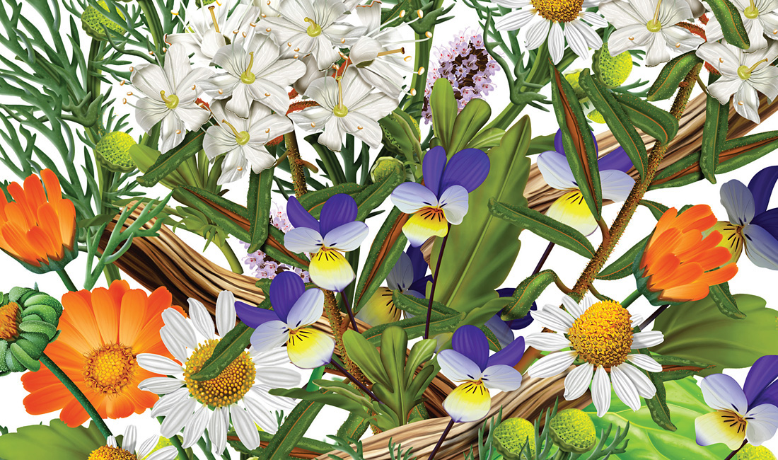 liktravy ukraine kiev art idea Flowers tea product herbal tonicdesign tonicgroup