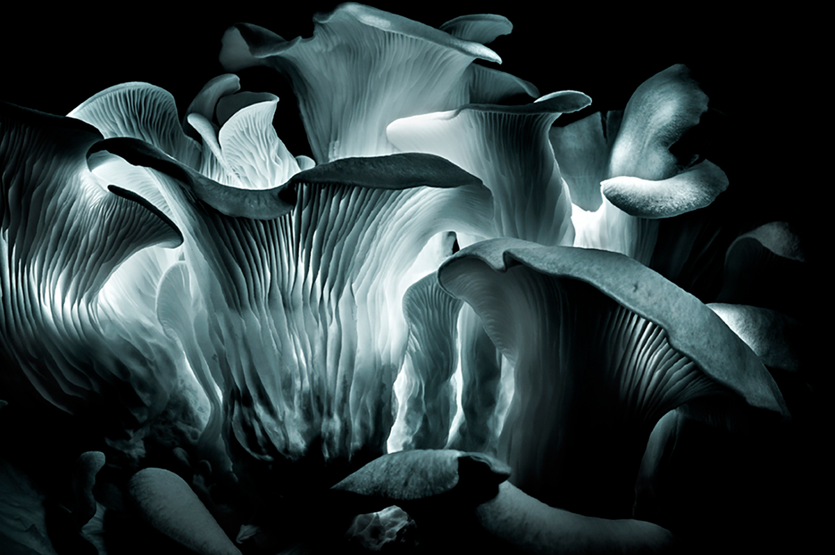 Adobe Portfolio mushroom setas