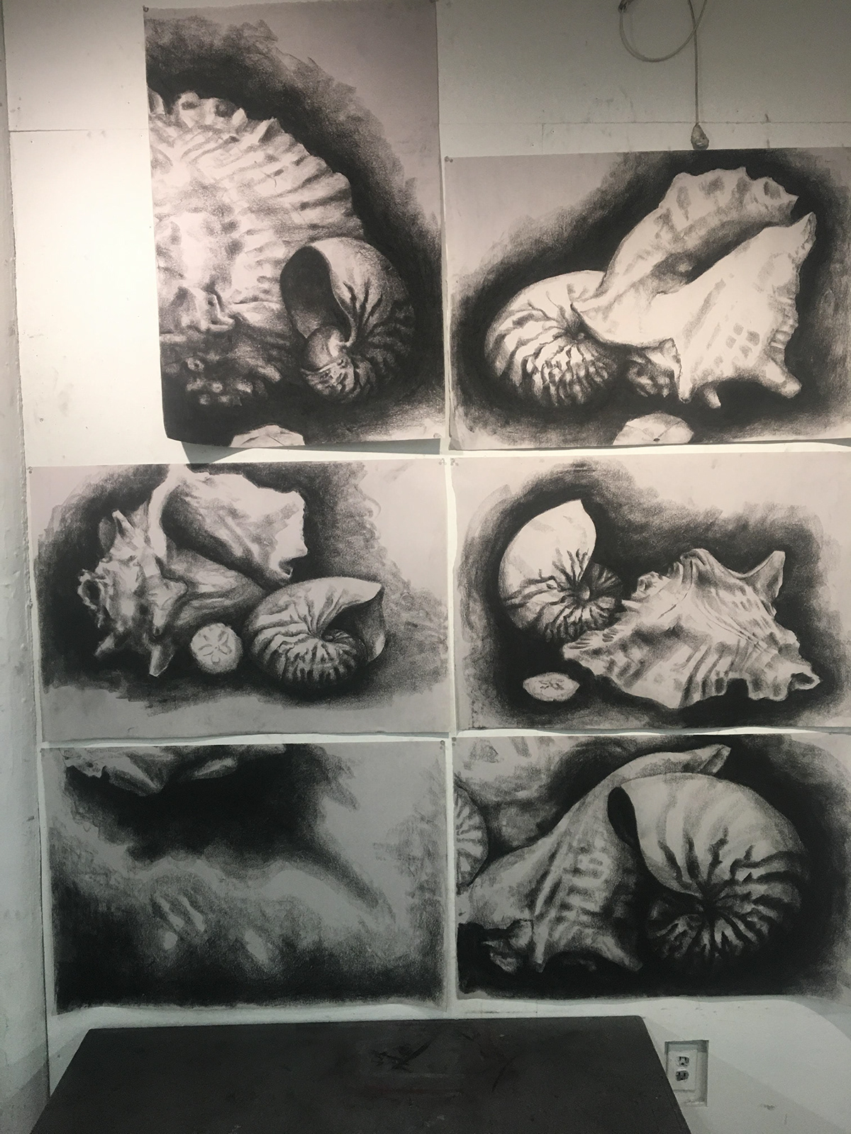 foundation shell NatureLab Drawing  charcoal series observation final sea animal
