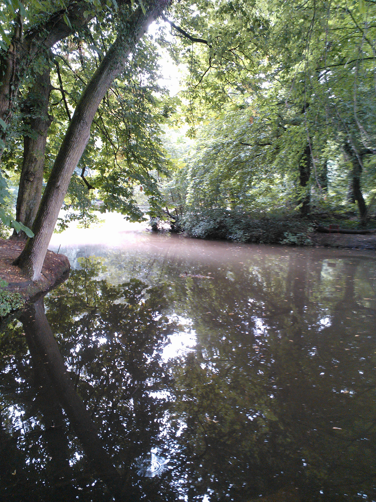belgique  Woluwé saint pierre  Le parc des sources  Boits  forêt  lac   nature cygne eau rivière