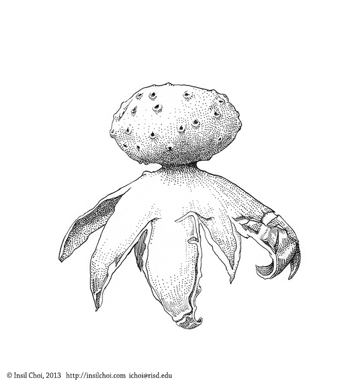 illustration for Earthstar Encyclopidia mushroom Observer (MO) Fungi scientific terminology pen ink Black&white