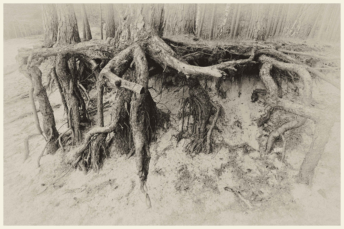 wood root veins of life