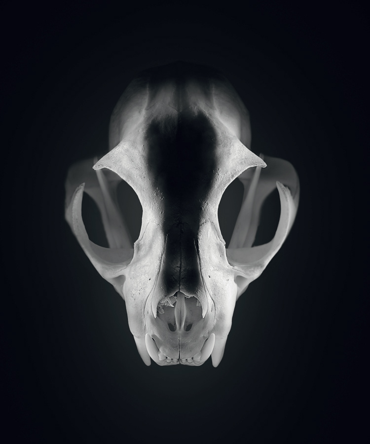 skulls skull animal animals bones bone dead creepy crazy shape Minimalism dark still life bw