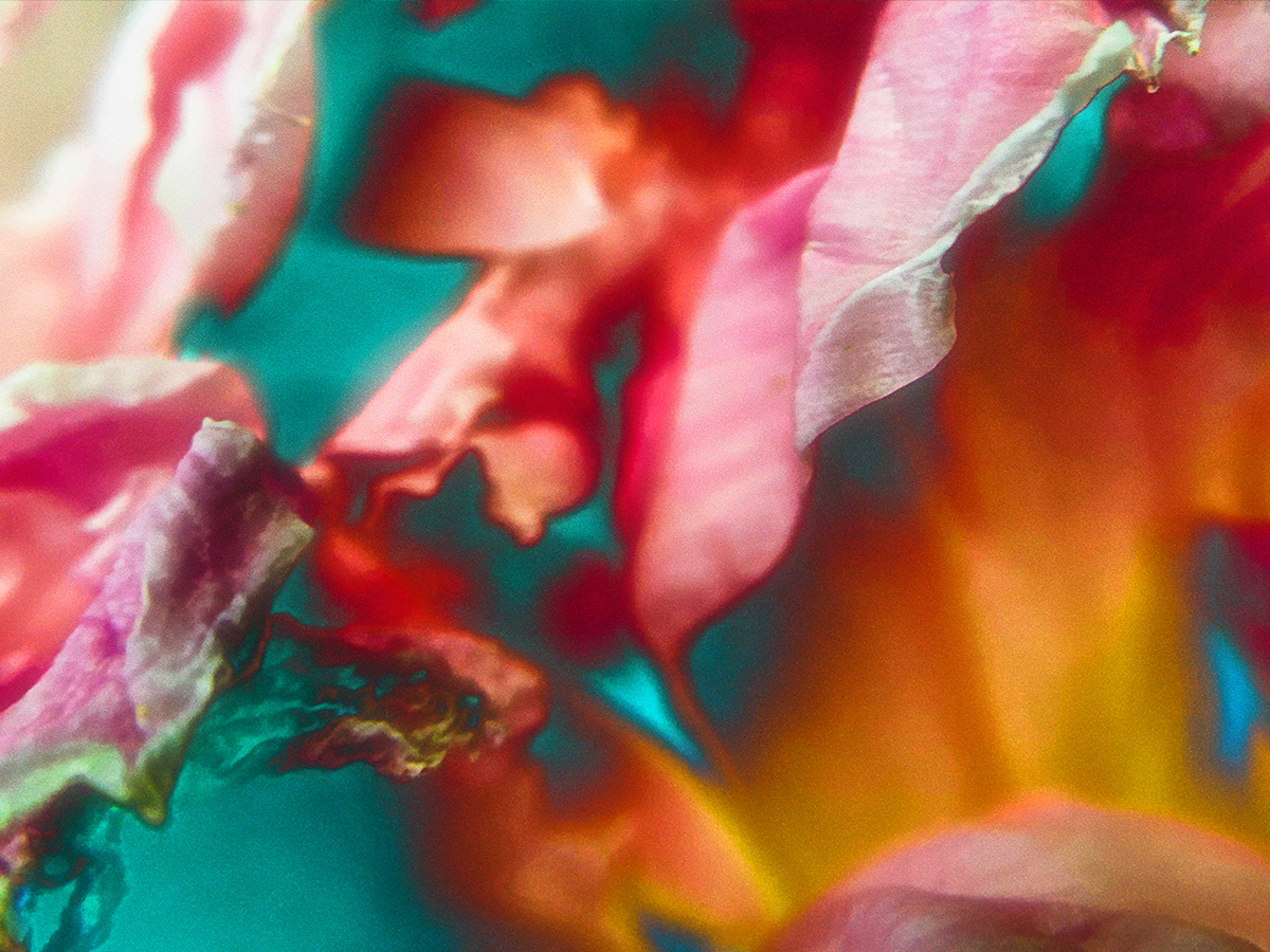 abstract colorful Diffract fine art photography Flowers macro modern photography spring surrealism vru patel