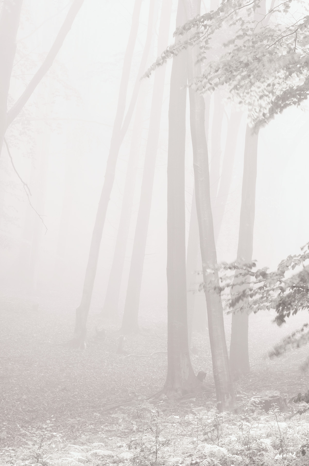 fog forest rain cloudy mist Mystic